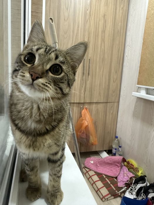 Отдам кота в хорошие руки