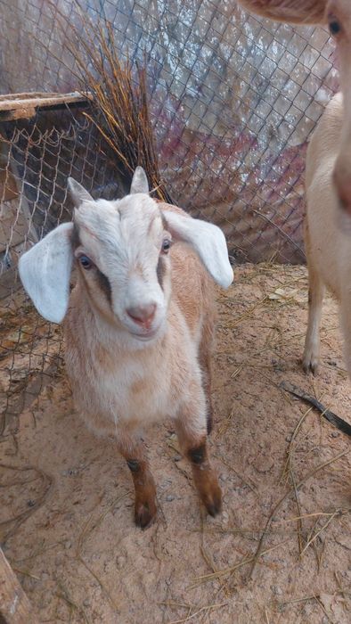 Ешкінің еркек лағы сатылады