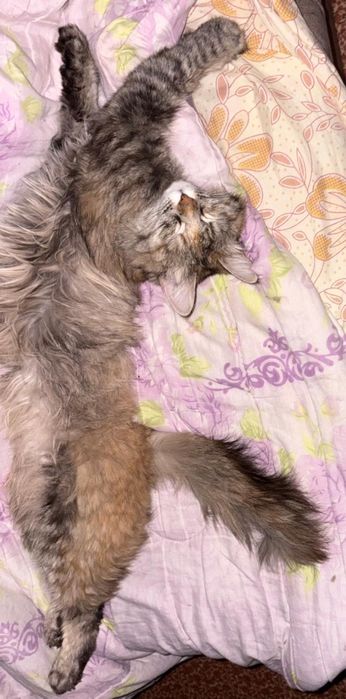 Срочно отдам в добрые руки кошек