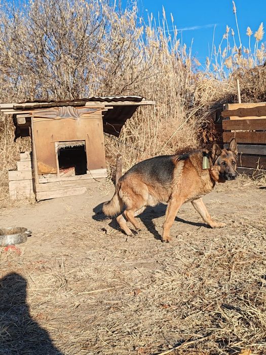 Немецкая овчарка