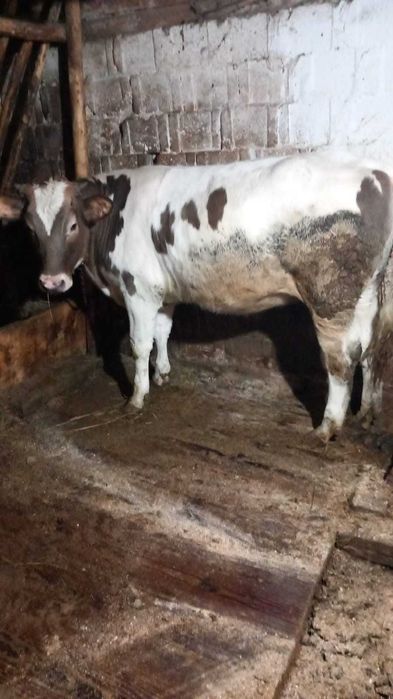 VITICA 10 luni metis