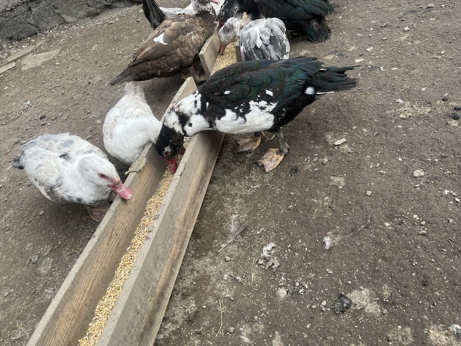 Шипуны индоутки