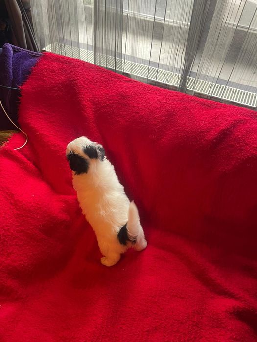 Bichon Havanez/Baiat Bison/Bishon