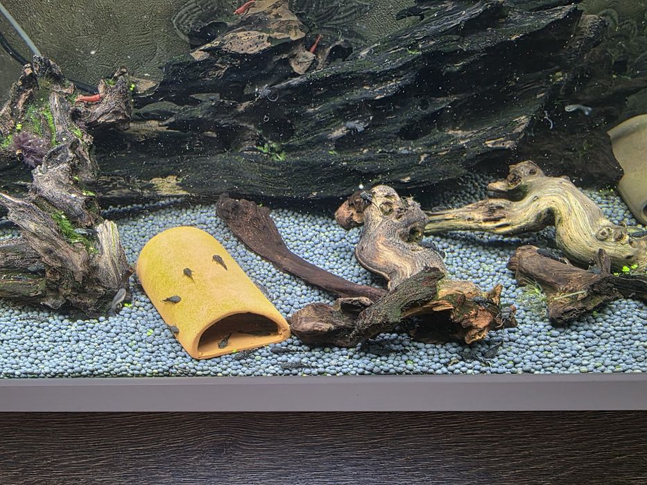 Продам рыбок анцитрусов