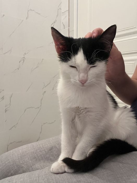 Котенок в добрые руки