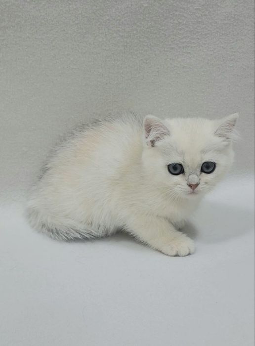 Девочка Скотиш страйт серебристая шиншилла