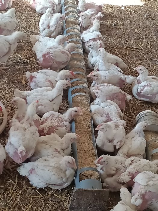 Vand pui de carne.OFERTĂ AZI!!!