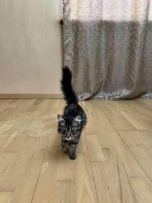 Котенок мейн-кун 2 месяца