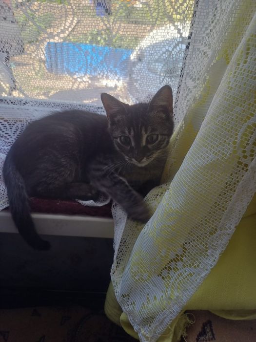 Котенок мальчик ищет дом
