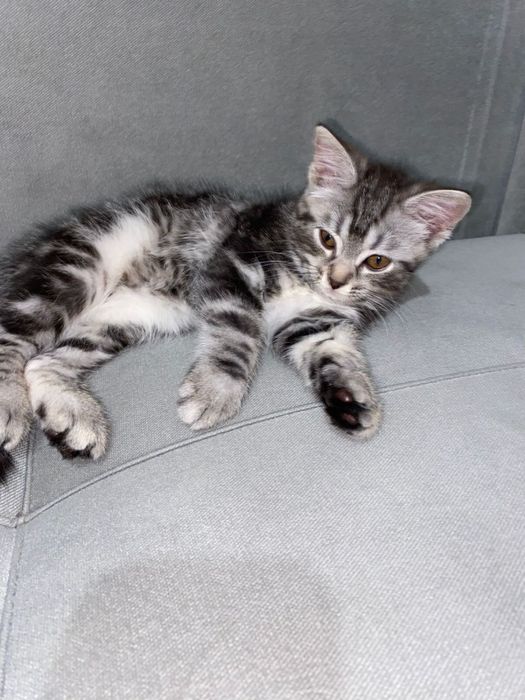 Кошка кошка кошка