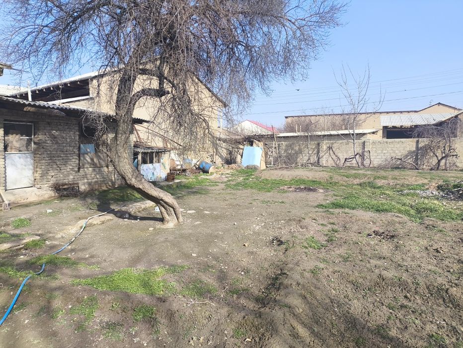 Hovli 6 sutixi sotiladi