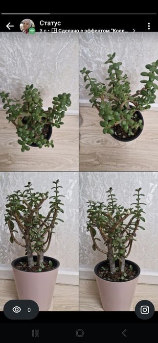 Продам денежное дерево