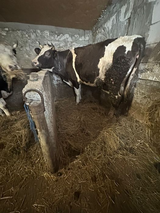 Vând 2  vaci BR tinere