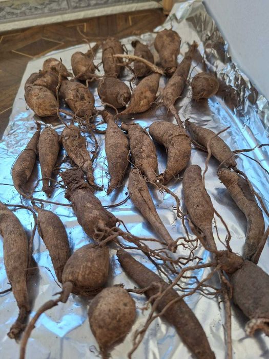 Dallii uriase - bulbi 5 lei mici 10 lei mari