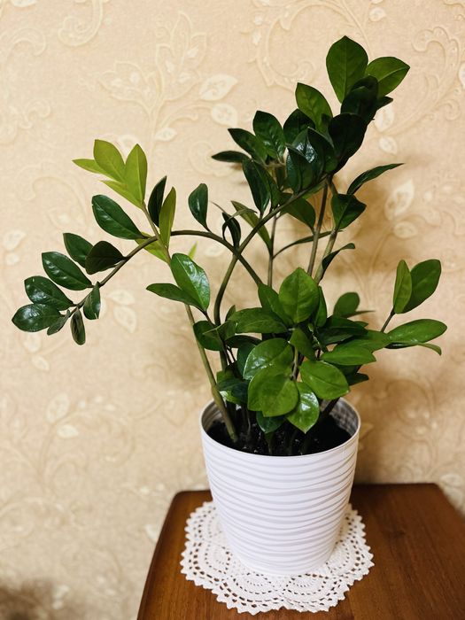 «Евродерево» - Замиокулькас