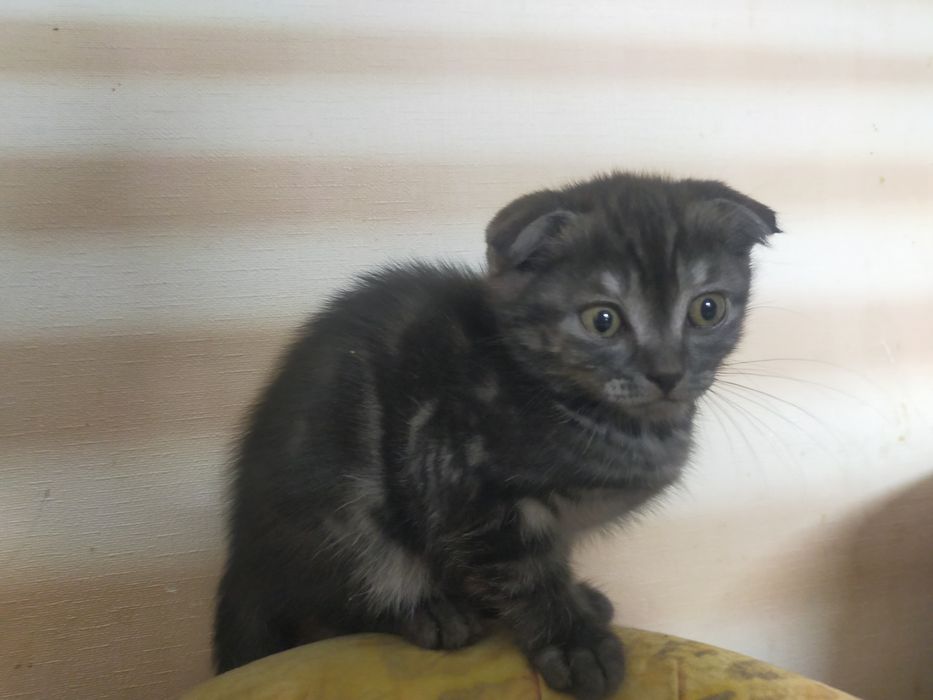 Продам Шатландских котят