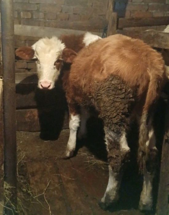 Тайыншалар сатылады