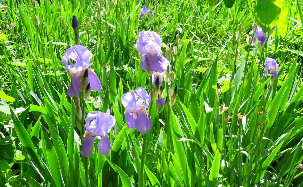 Arbuști de liliac (Syringa Vulgaris)