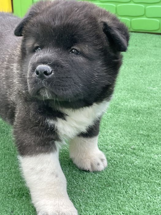 Щенки американской акиты