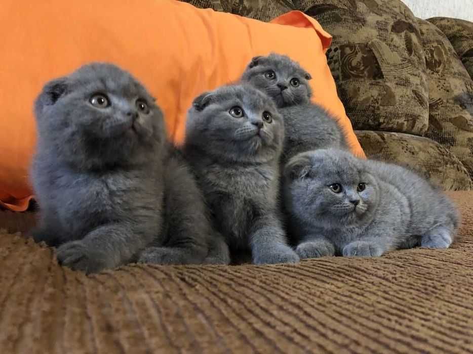 Скотиш фолд вислоухий fold mushuk narxi taqalagani beztorga