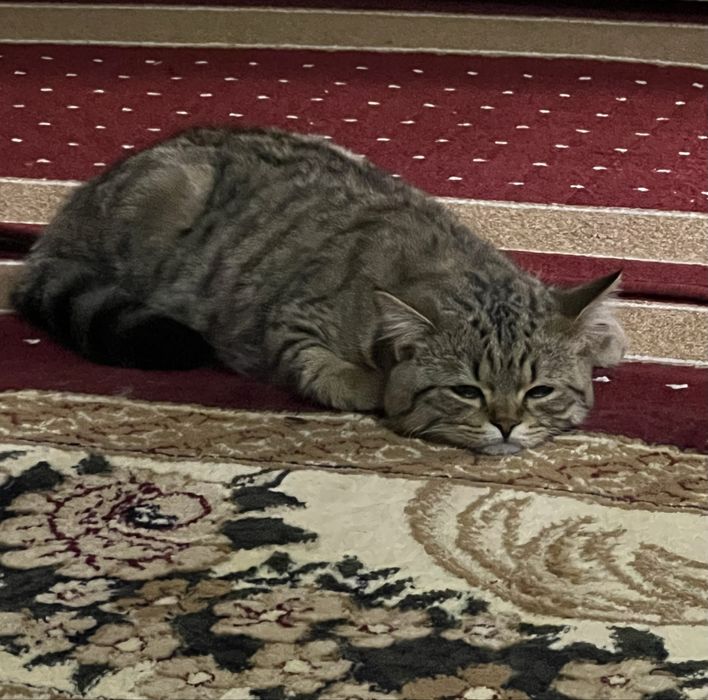 Scottish мраморный, готов к вязке