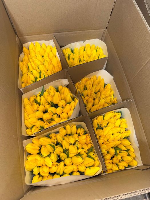 Премиальные Тюльпаны Астана