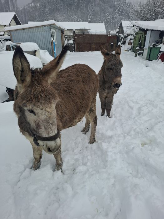 Magarita gestanta cu pui