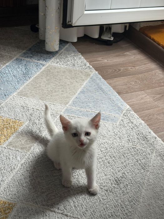 Коты на хороший руку