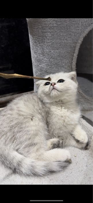 Zotdor toza qon mushuchalarimiz sotuvda 3 ta qoldi ! Shoshilamiz