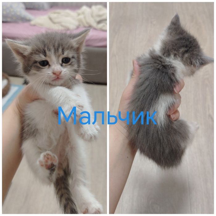 Отдам котят в добрые руки