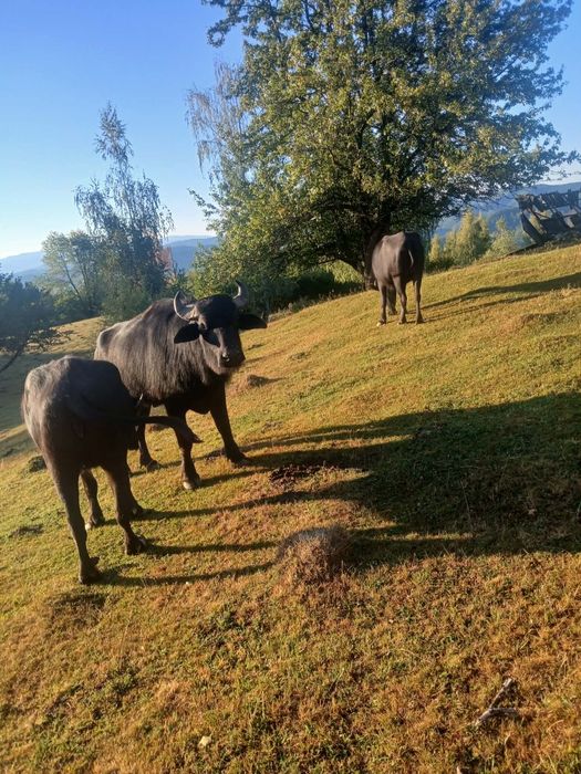 Vând taur de bivol și unu de vaca