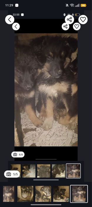 Щенок, помесь овчарки