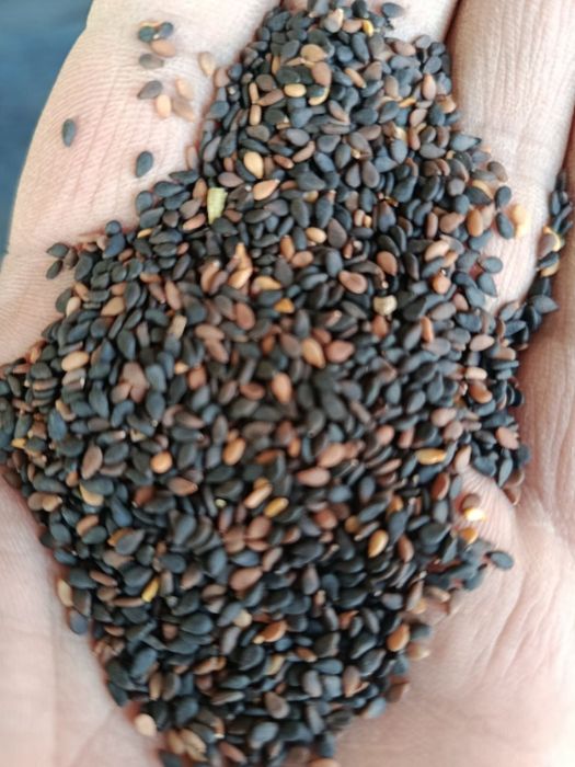 Кунжут Узбекистан