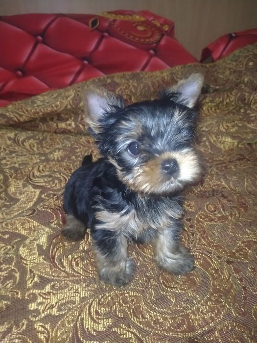 Йоркширский терьер