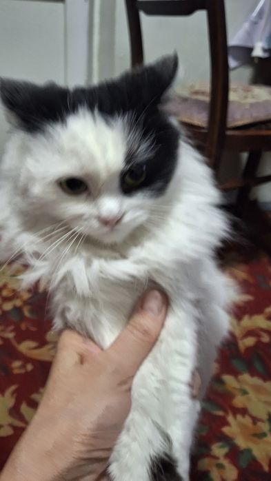 Кошечка,красивая,пушистая