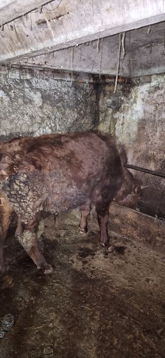 Продам двух бычков