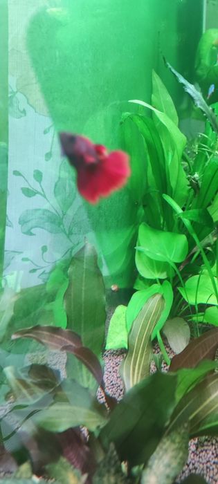 Продам молодого рыбку петушка