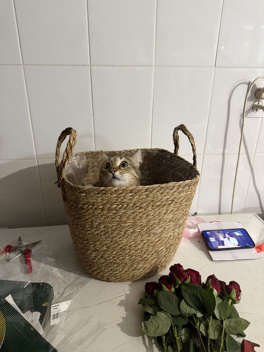 Отдам даром кота