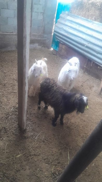 Лақ,ешкі сатылады