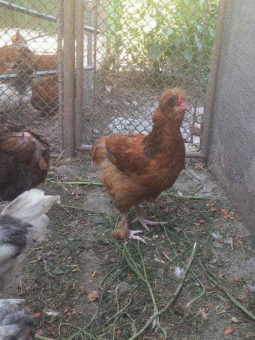 Cocosi motati,cu barba Deva,jud Hunedoara