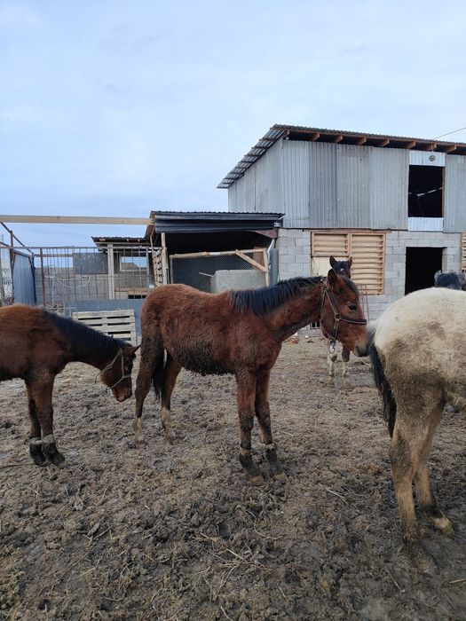 Жабағы Тай шығарлар сатылады