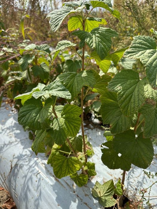 Саженцы черной смородины