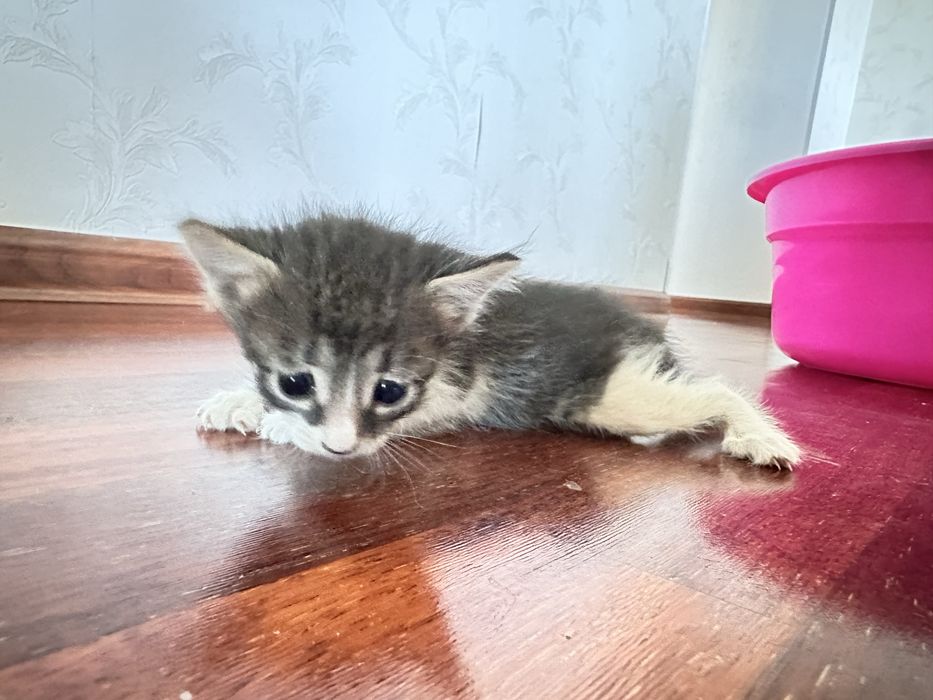 Продаются Котята