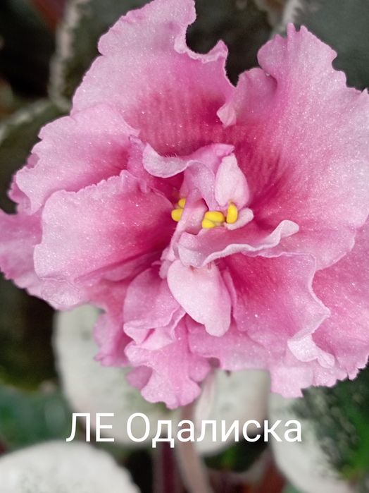 Продам сортовые цветущие фиалки