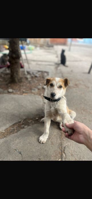 Отдам в добрые ручки