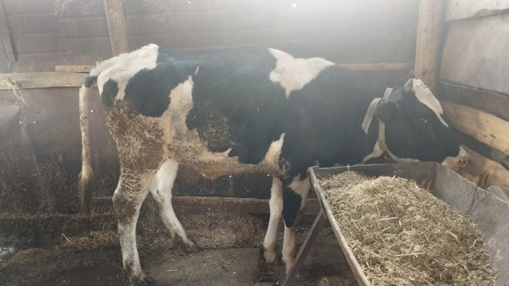 Галиштинскии телка