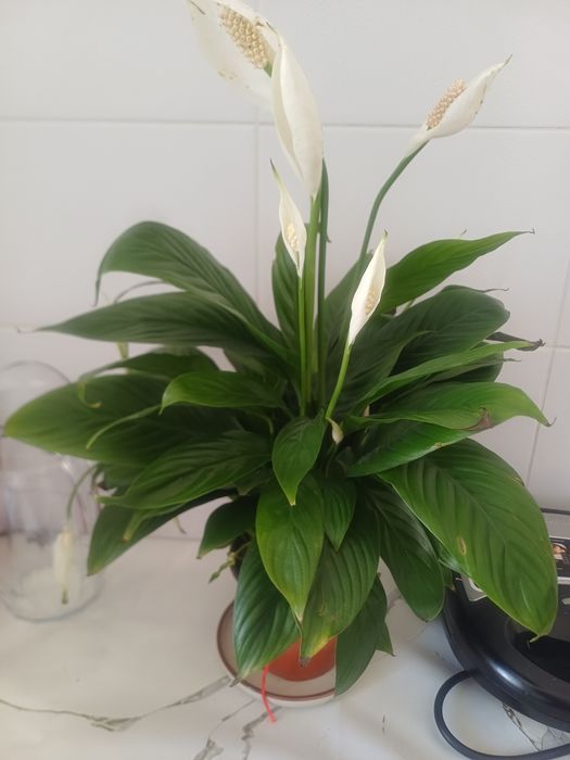 Продаю цветы Женское счастье