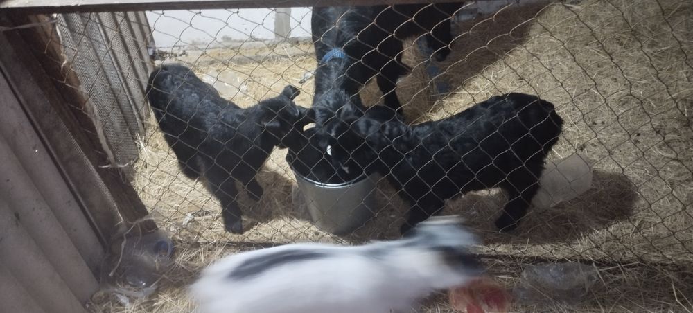 Продам козлят и козу