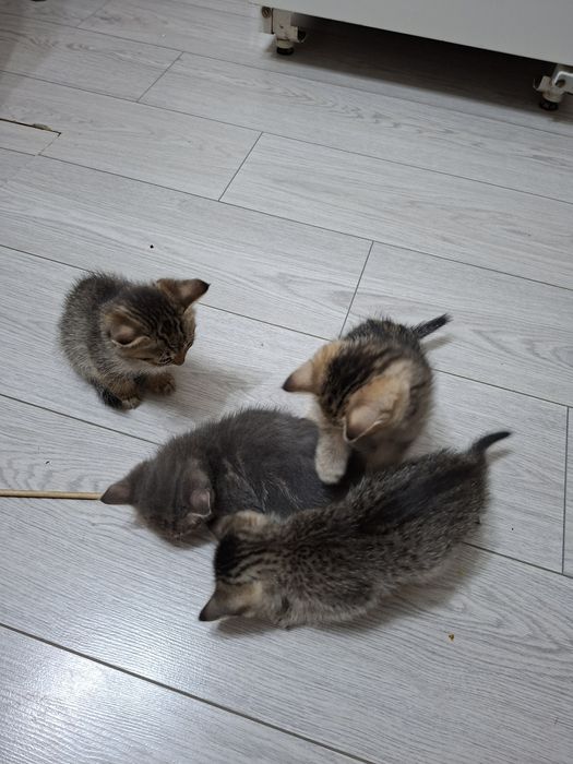 Милые котята даром