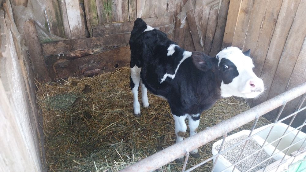 Vând vitea baltata romaneasca